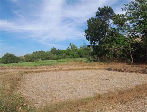 Agricultural Lot For Sale in Pangasinan .